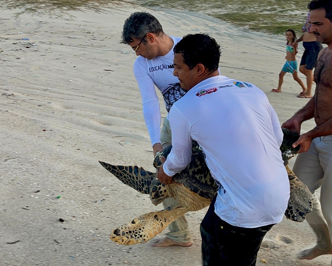 notícia Prefeitura de Caucaia realiza resgate de tartaruga marinha com participação do presidente do IMAC, Felipe Ribeiro
