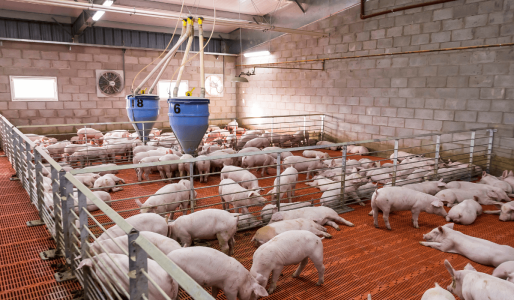 notícia O que é a suinocultura?
