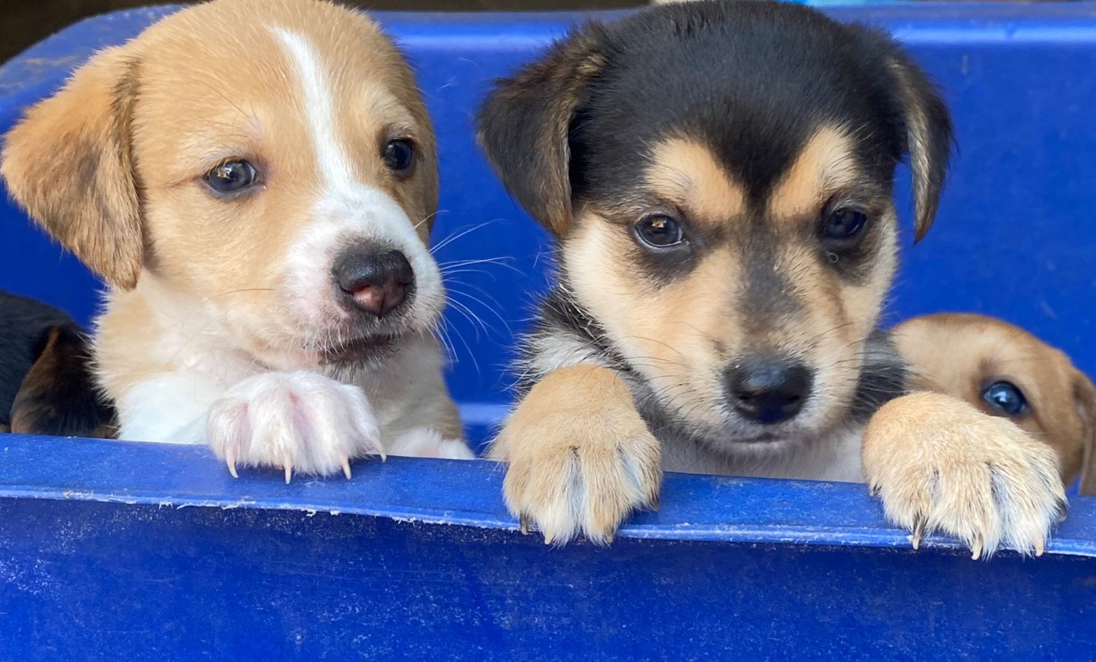 notícia ONG Aliança com Vida promove campanha para a adoção de animais em São Paulo