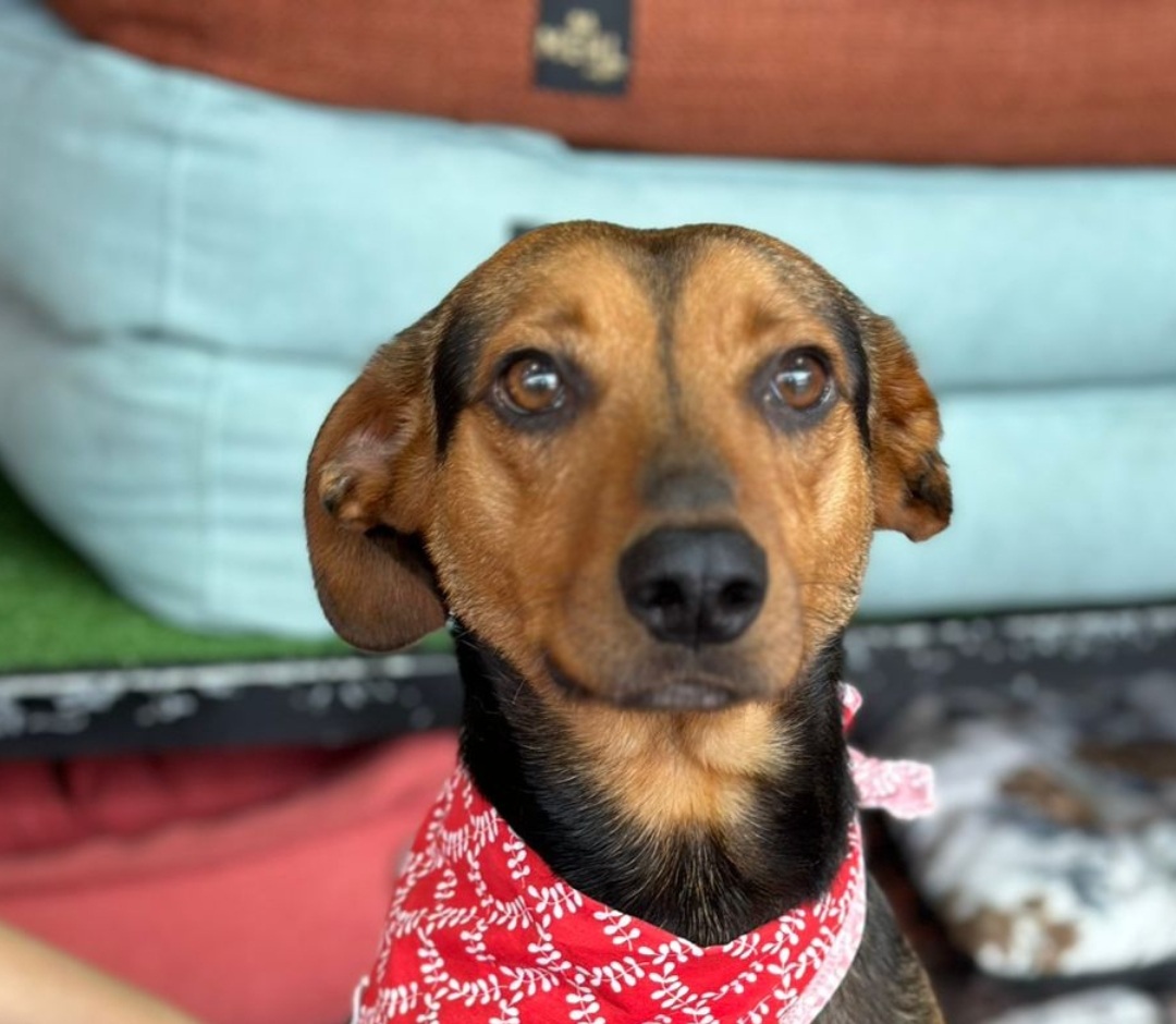 notícia Como os pets transformam a dor em esperança no Jardim da Saudade