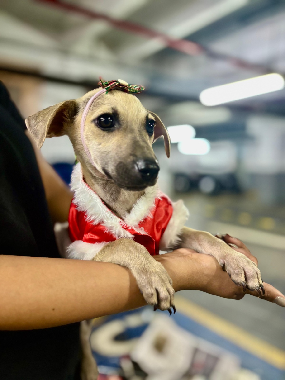 notícia Shopping Multicenter Itaipu recebe a Feira de Adoção de Pet no dia 29 de março