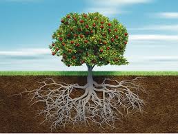 notícia PALAVRA DE HOJE - ESSÊNCIA