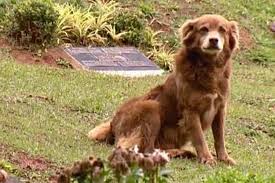 notícia Conheça a história e o legado de Bob Coveiro,que viveu 14 anos no cemitério após morte de sua tutora