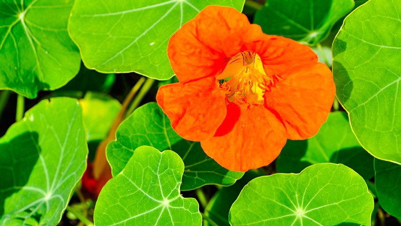 notícia PANC da Semana : Capuchinha - Tropaeolum majus