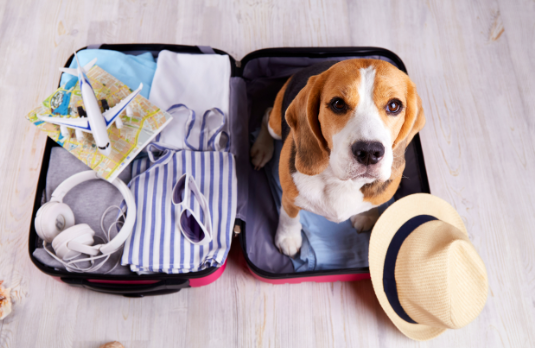 notícia O que levar em conta ao viajar com pets