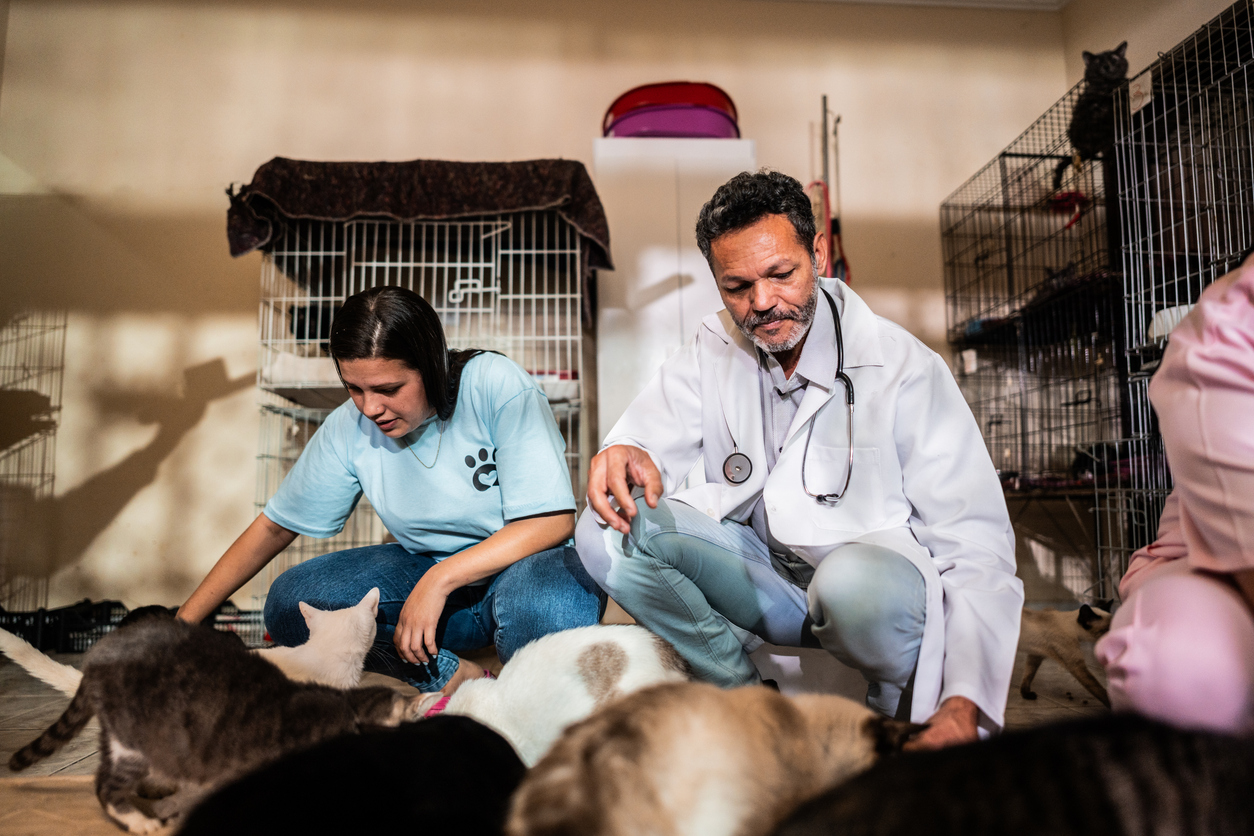 notícia Avanços no bem-estar animal e o conceito de Saúde Única 