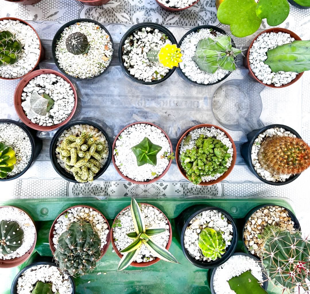 notícia Feira de Plantas e Artesanato Fortaleza leva empreendedorismo sustentável ao Lago Jacarey