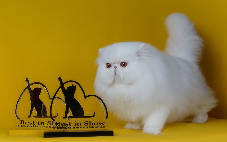 notícia Exposição Internacional de Gatos  destaca criação responsável e promove adoção de filhotes
