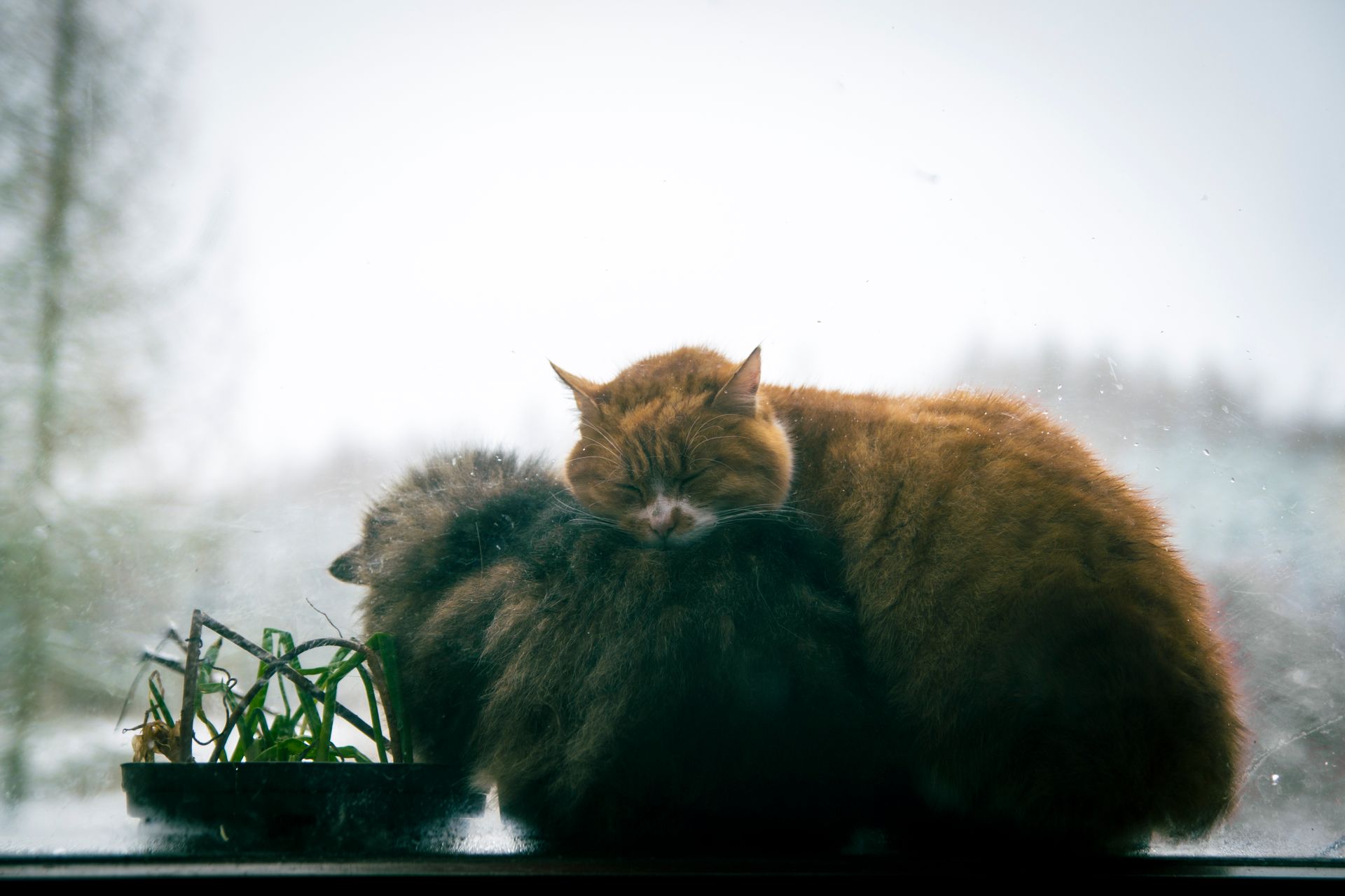 notícia Como proteger o gato do frio: a importância de uma toca térmica no inverno