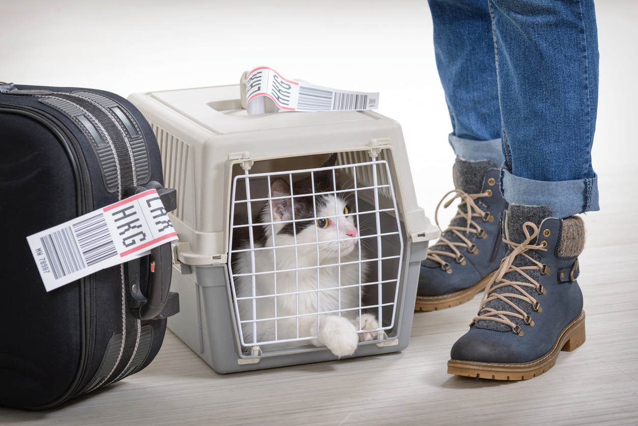 notícia Como viajar de avião com pet: regras, documentos e cuidados