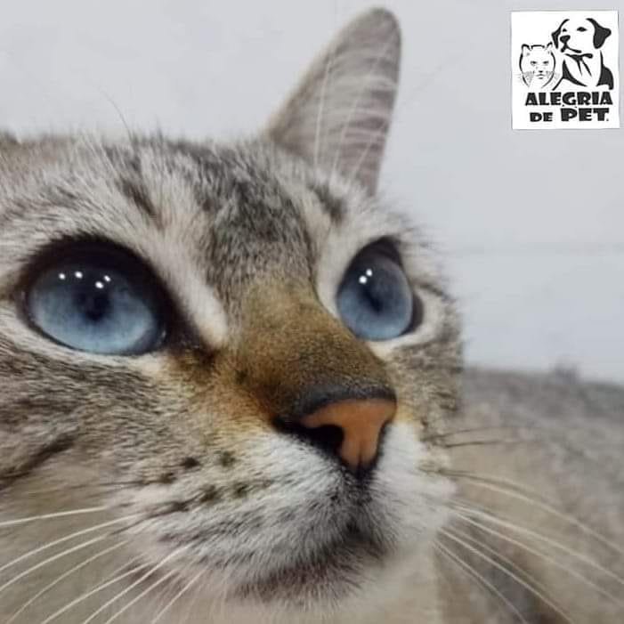 notícia PERFEIÇÃO ANIMAL