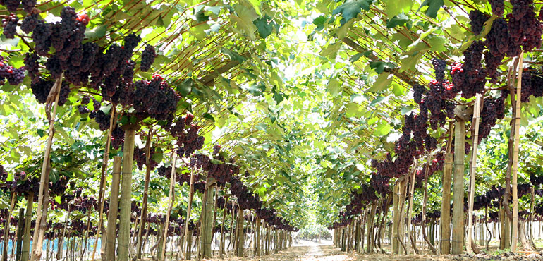 notícia Louveira um passo de se tornar Estância Turística