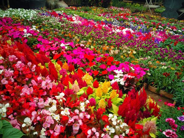 notícia O mercado de flores em tempos de Coronavírus