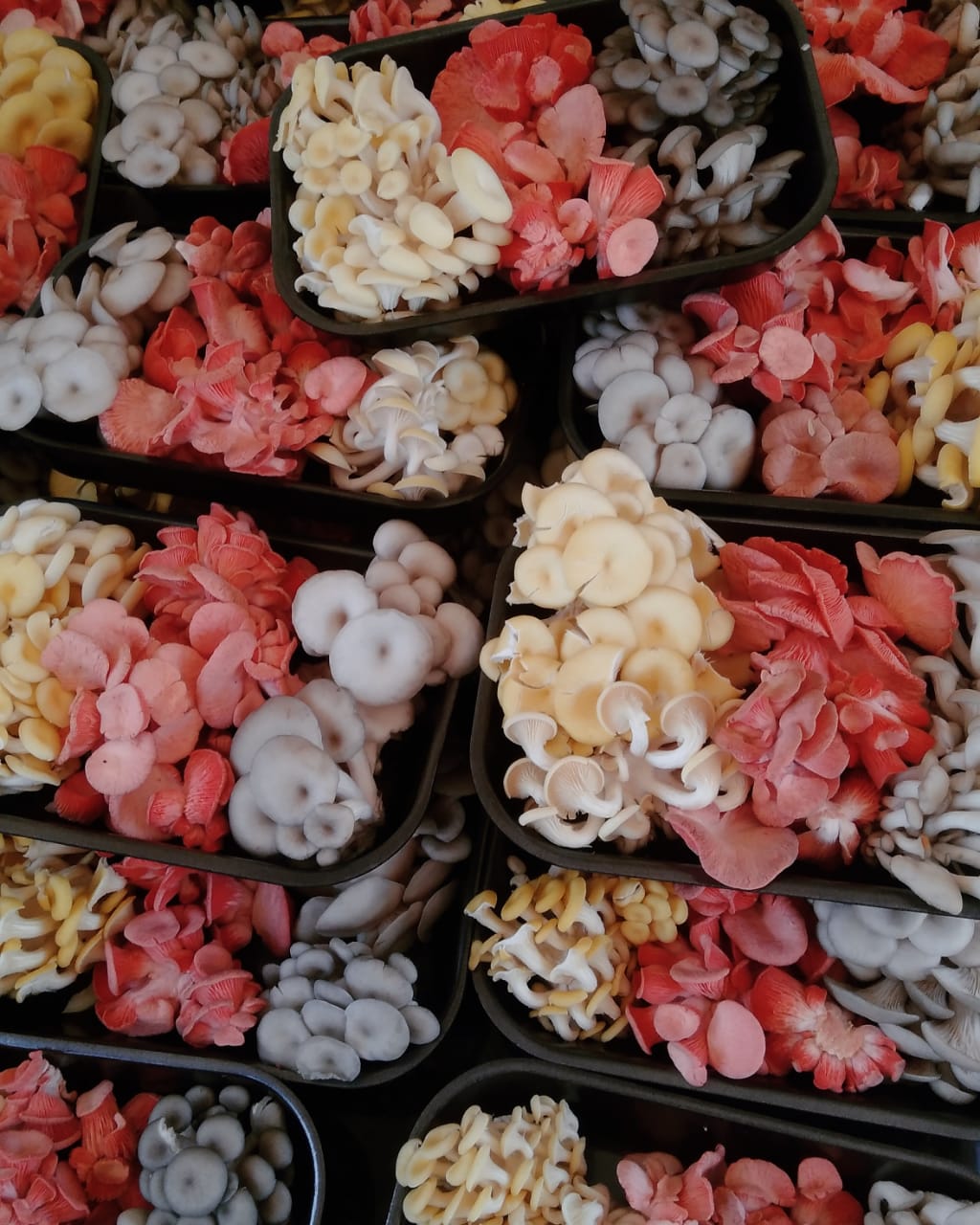 notícia A inovação dos pisos radiantes para o agronegócio