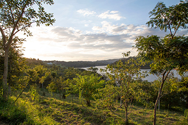 notícia IPÊ Instituto de Pesquisas Ecológicas e parceiros plantam mais de 8.000  árvores   no   Sistema  Cantareira  