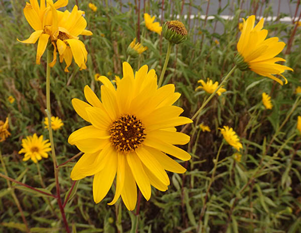 notícia A domesticação das plantas