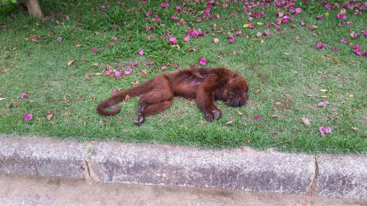 notícia Febre Amarela, Mairiporã em Alerta!
