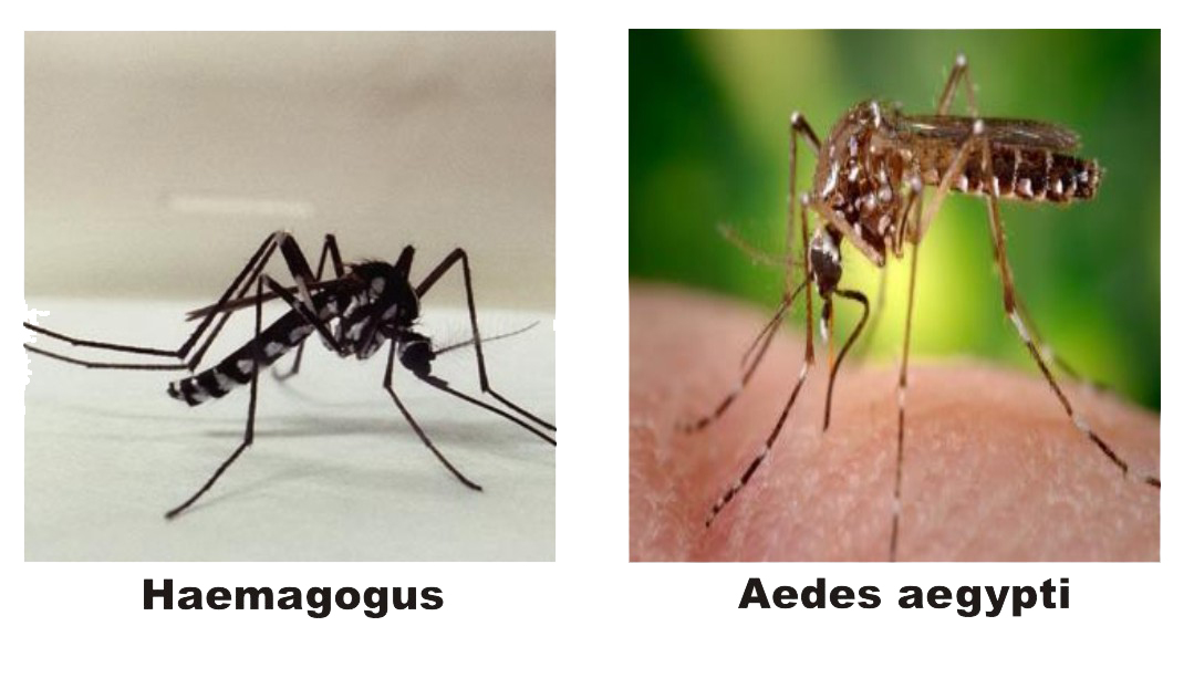 notícia Mairiporã X Febre Amarela