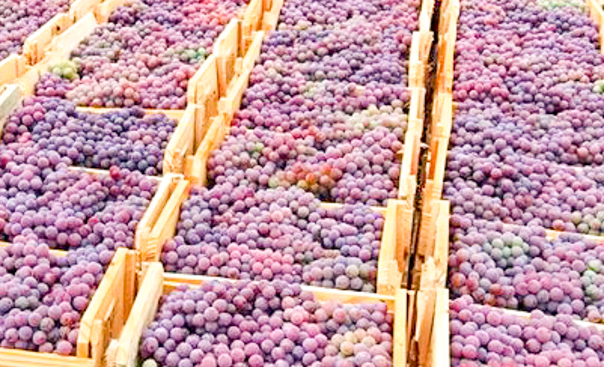 notícia Colheita de uvas movimenta a agricultura de Louveira