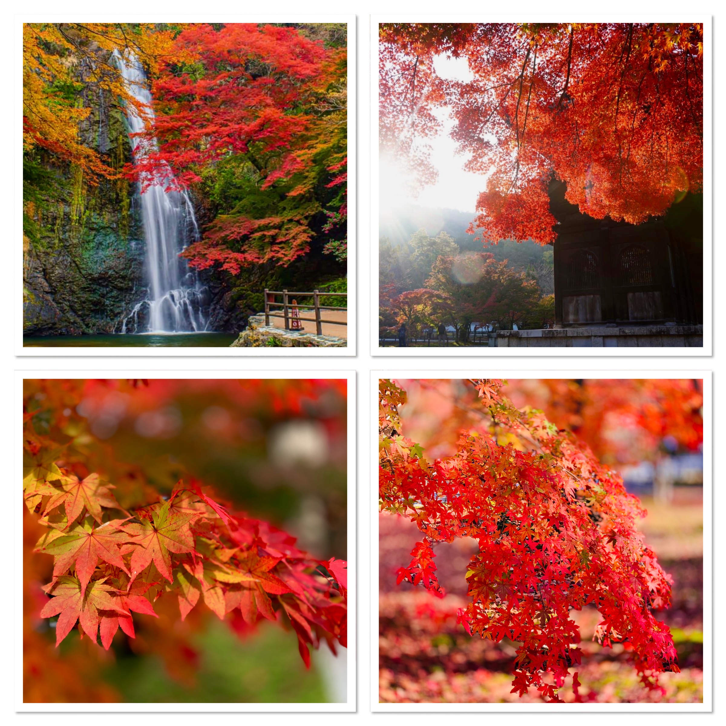 notícia Outono japonês 