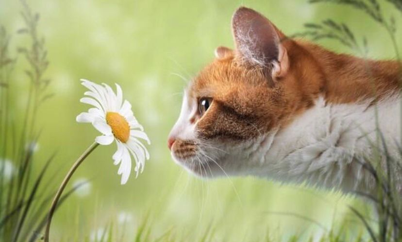 notícia Seu pet tem medo de fogos de artifício, trovões e tempestades? Saiba como acalmá-lo