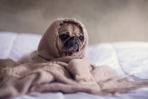 notícia Seu animalzinho está estressado?