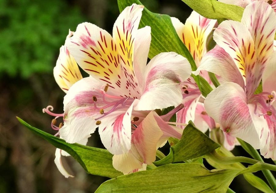 notícia Como cultivar Astromélias