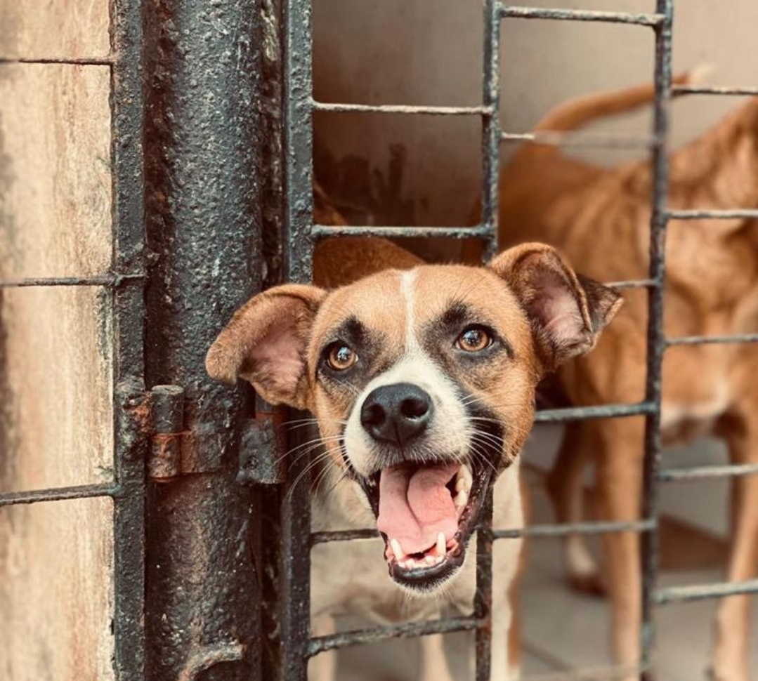 notícia Feirão da Receita Federal beneficia Abrigo São Lázaro e outras duas instituições