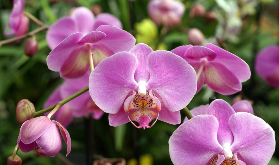 notícia Cemitérios mais antigos da cidade de São Paulo