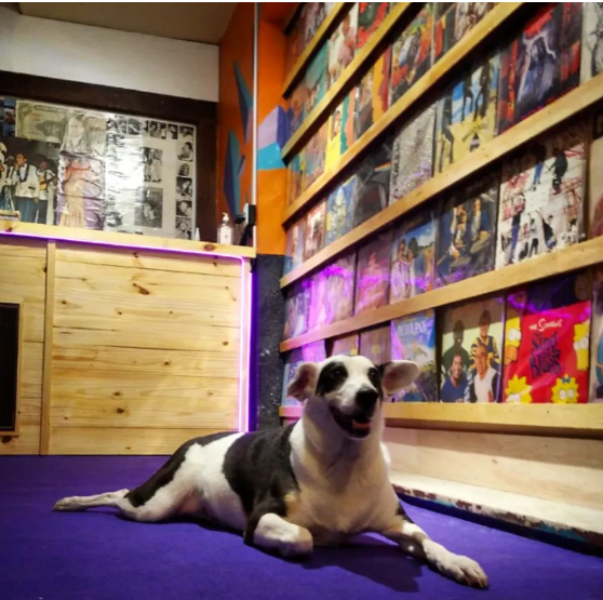 notícia Loja de discos no Rio de janeiro Maraca Discos: O Som que Virou Paixão