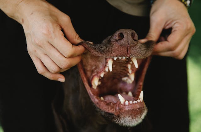 notícia Como cuidar da dentição dos cachorros?