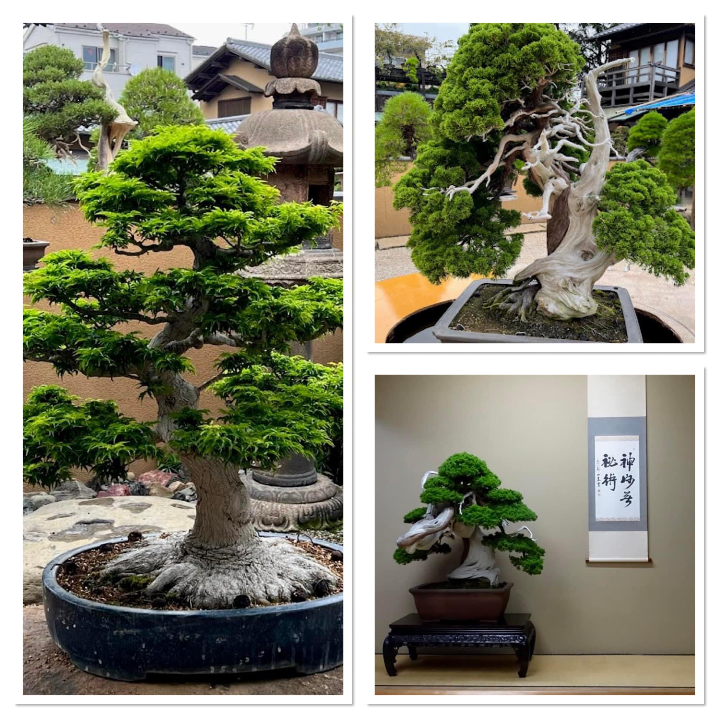 notícia Museu Bonsai Shunkaen