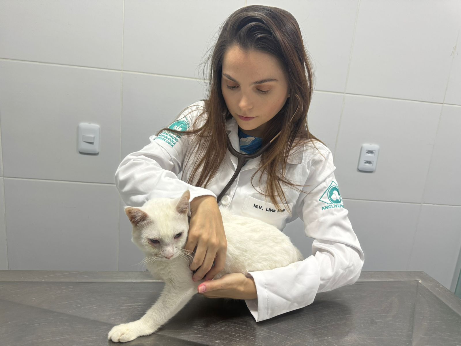 notícia Esporotricose: o gato não é o culpado!