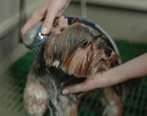 notícia Ozônio na água é sinônimo de felicidade do seu pet