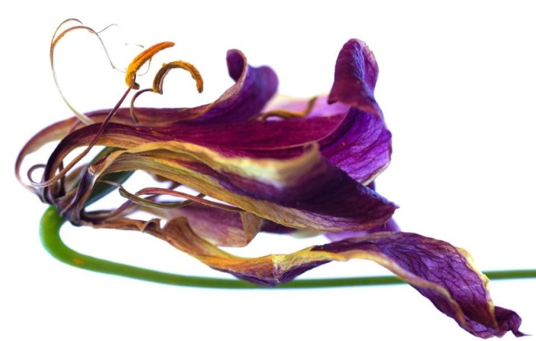 noticia Art Lab recebe a exposição “Flores no Caminho”, da fotógrafa Carla Degurmendjian