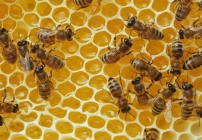 noticia A comunicação das abelhas