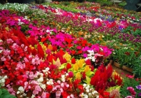 noticia O mercado de flores em tempos de Coronavírus