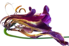 noticia Art Lab recebe a exposição “Flores no Caminho”, da fotógrafa Carla Degurmendjian