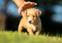 noticia Puppy Classes: Projeto de desenvolvimento saudável de filhotes de cães e tutores