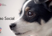 noticia Comitê do bem: Rede Memorial implanta comedouros e bebedouros para cachorrinhos de rua