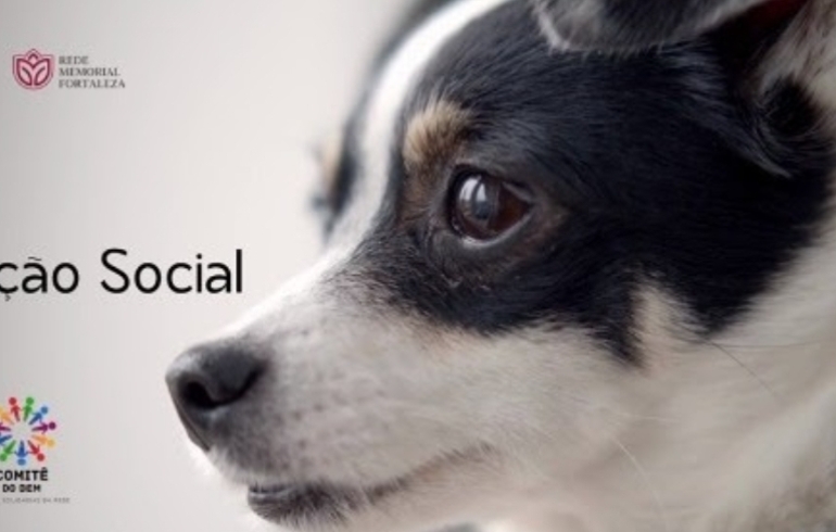 noticia Comitê do bem: Rede Memorial implanta comedouros e bebedouros para cachorrinhos de rua