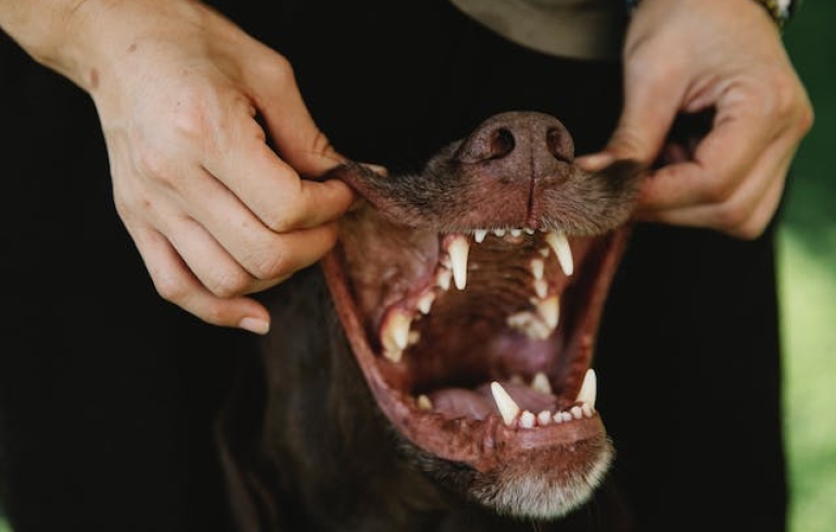 noticia Como cuidar da dentição dos cachorros?