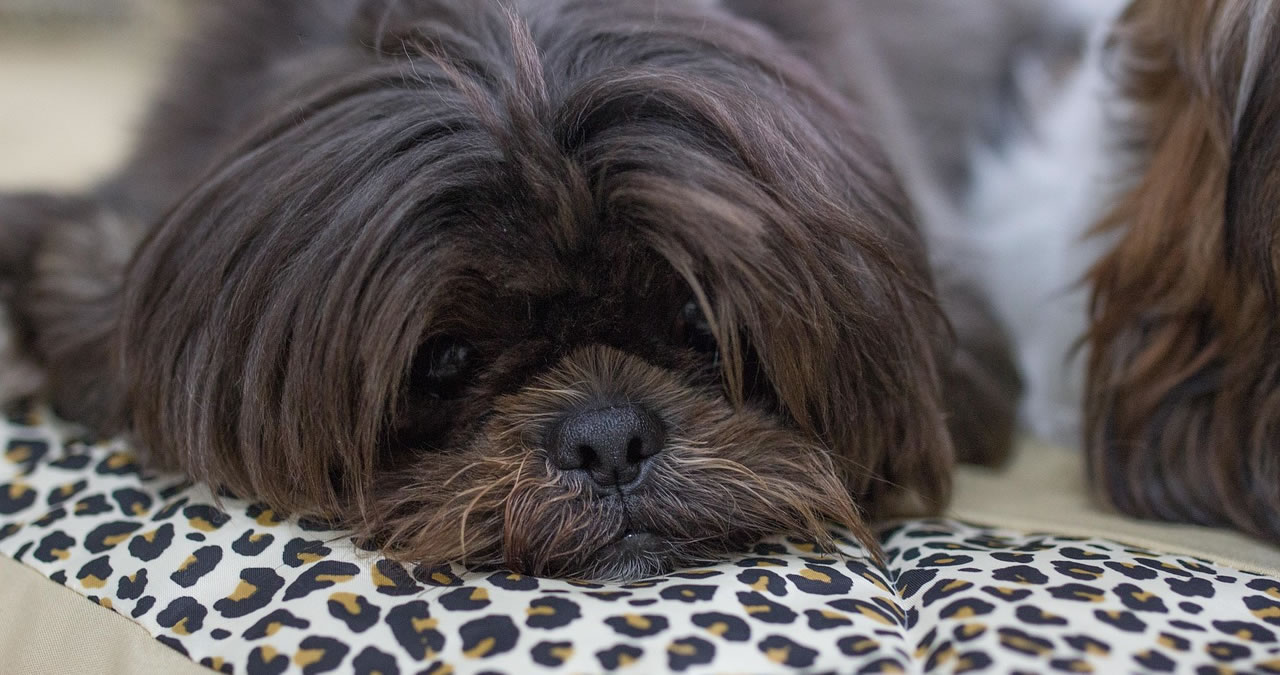 noticia Seu pet está diferente? Mudanças sutis no comportamento podem indicar problemas