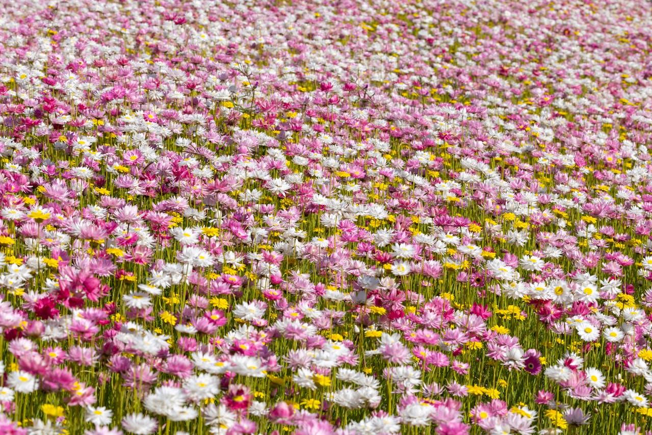 noticia Jardim Florido Sem Esforço: As Melhores Plantas de Baixa Manutenção