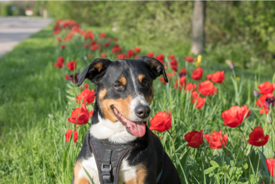 noticia Cuidados com o pet na primavera: pele, pelo e prevenção de parasitas