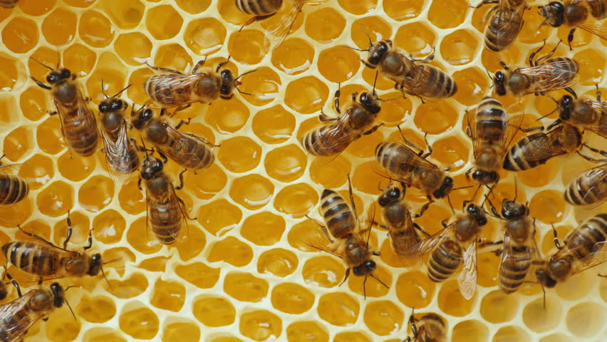 noticia A comunicação das abelhas