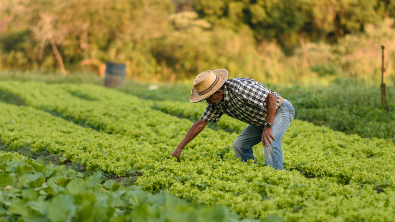 noticia O impacto da aposentadoria rural na economia brasileira