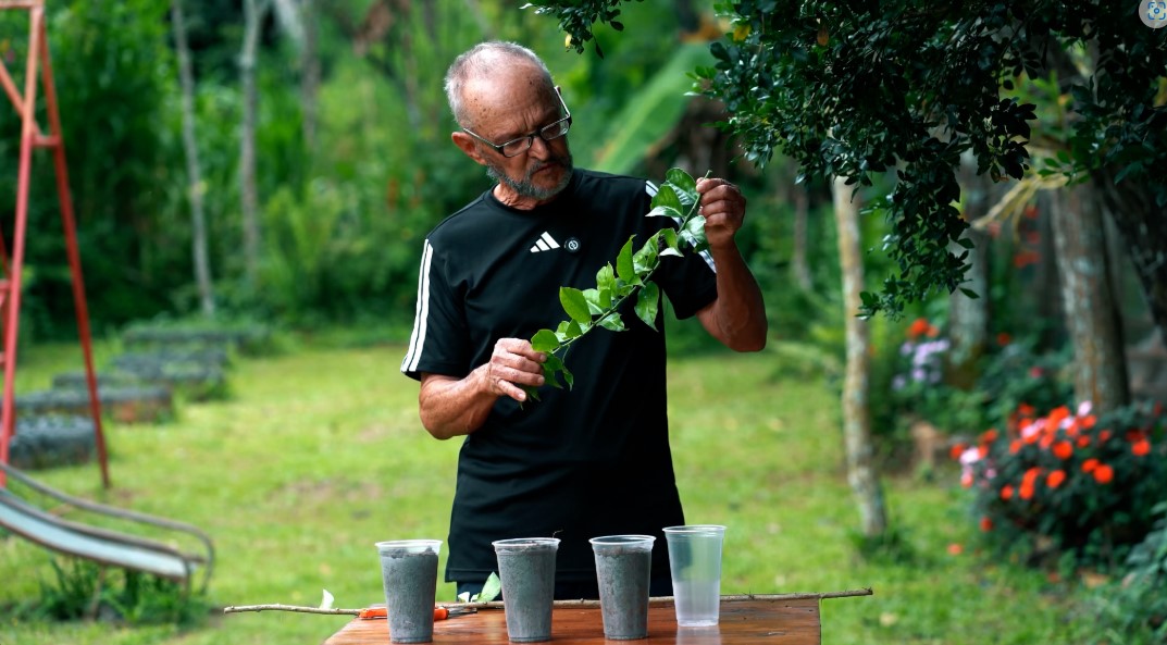 noticia Webséries celebram a tradição gastronômica de Sabará e valorizam produtoras que mantêm viva a cultura do ora-pro-nóbis e da jabuticaba 