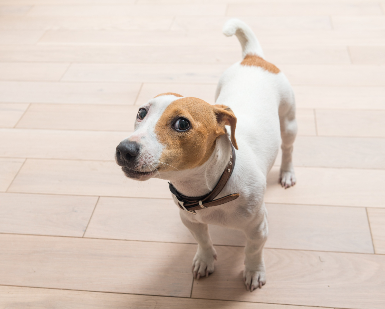 noticia A cabeça inclinada dos cachorros quando alguém fala com eles não é apenas charme