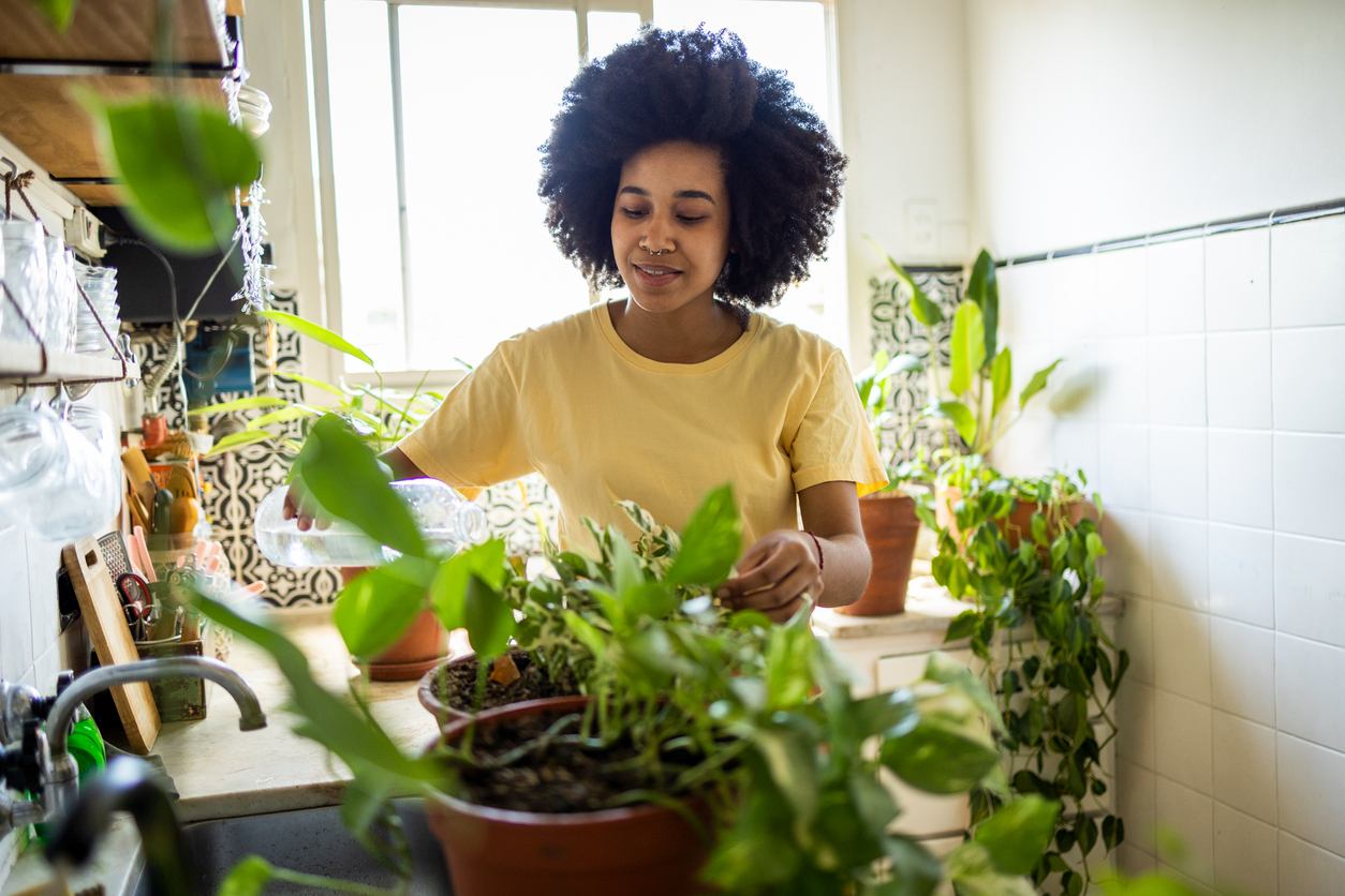 noticia Plantas de baixa manutenção para transformar seu apartamento